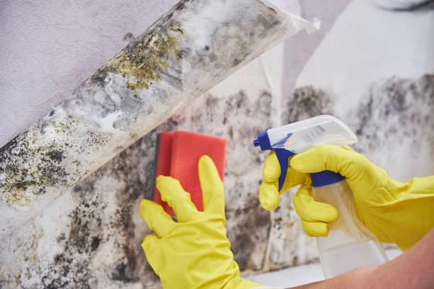 Professional Mold Removal Services in Krebs, OK